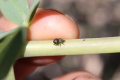 Sassacus papenhoei