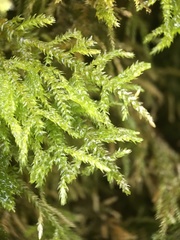 Thamnobryum