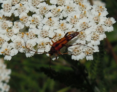 Stenurella septempunctata