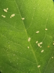 Appendiseta robiniae