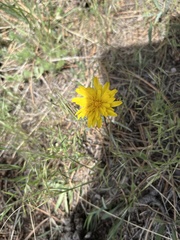 Nothocalais cuspidata