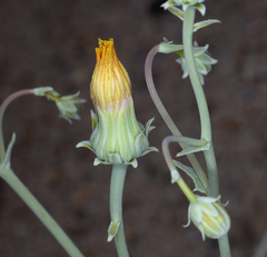 Malacothrix sonchoides