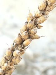 Plantago eriopoda