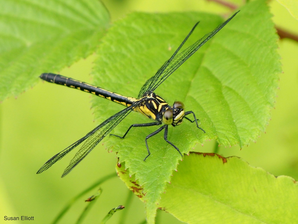 Pygmy Clubtails