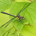Pygmy Clubtails - Photo (c) Susan Elliott, some rights reserved (CC BY-NC), uploaded by Susan Elliott