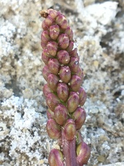 Plantago eriopoda