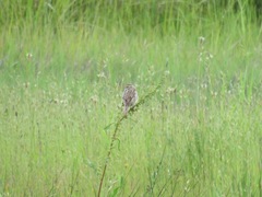 Passerculus sandwichensis brooksi