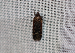 Filatima serotinella
