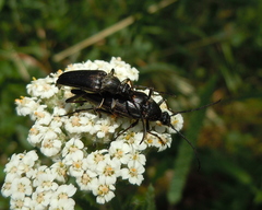 Pedostrangalia pubescens