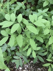 Lathyrus laevigatus occidentalis
