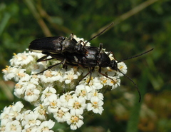 Pedostrangalia pubescens