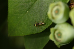 Malthinus occipitalis