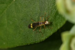 Malthinus occipitalis