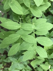 Lathyrus laevigatus occidentalis