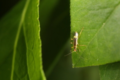 Malthinus occipitalis