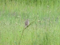 Passerculus sandwichensis brooksi