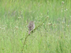 Passerculus sandwichensis brooksi