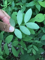 Lathyrus laevigatus occidentalis
