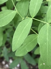 Lathyrus laevigatus occidentalis