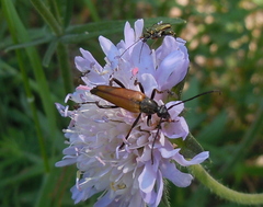 Pedostrangalia pubescens