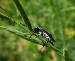 Pedostrangalia pubescens