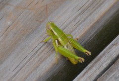 Paraidemona