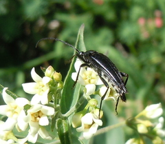 Pedostrangalia pubescens