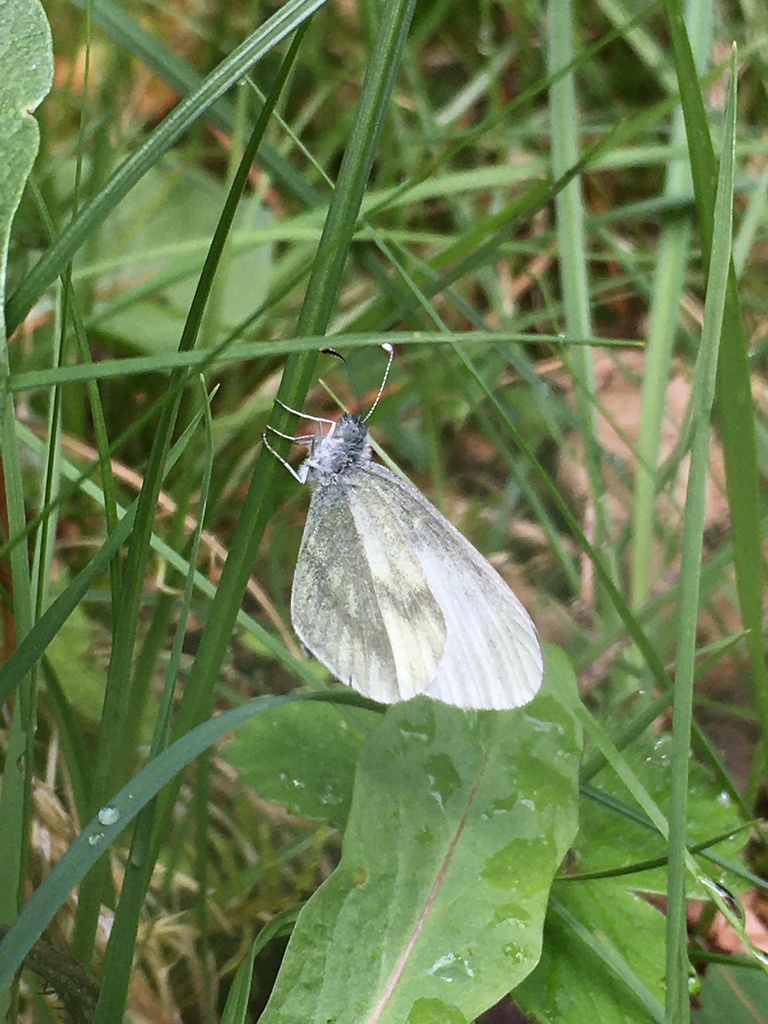Wood White