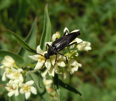 Pedostrangalia pubescens