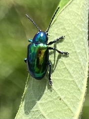 Chrysochus