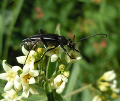 Pedostrangalia pubescens