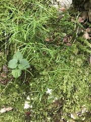 Moehringia muscosa