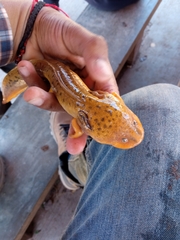 Ambystoma granulosum