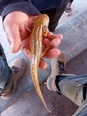 Ambystoma granulosum