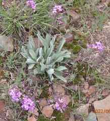 Phoenicaulis cheiranthoides