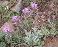 Phoenicaulis cheiranthoides