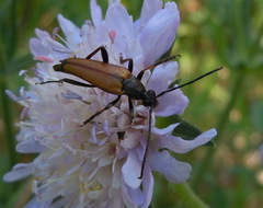 Pedostrangalia pubescens