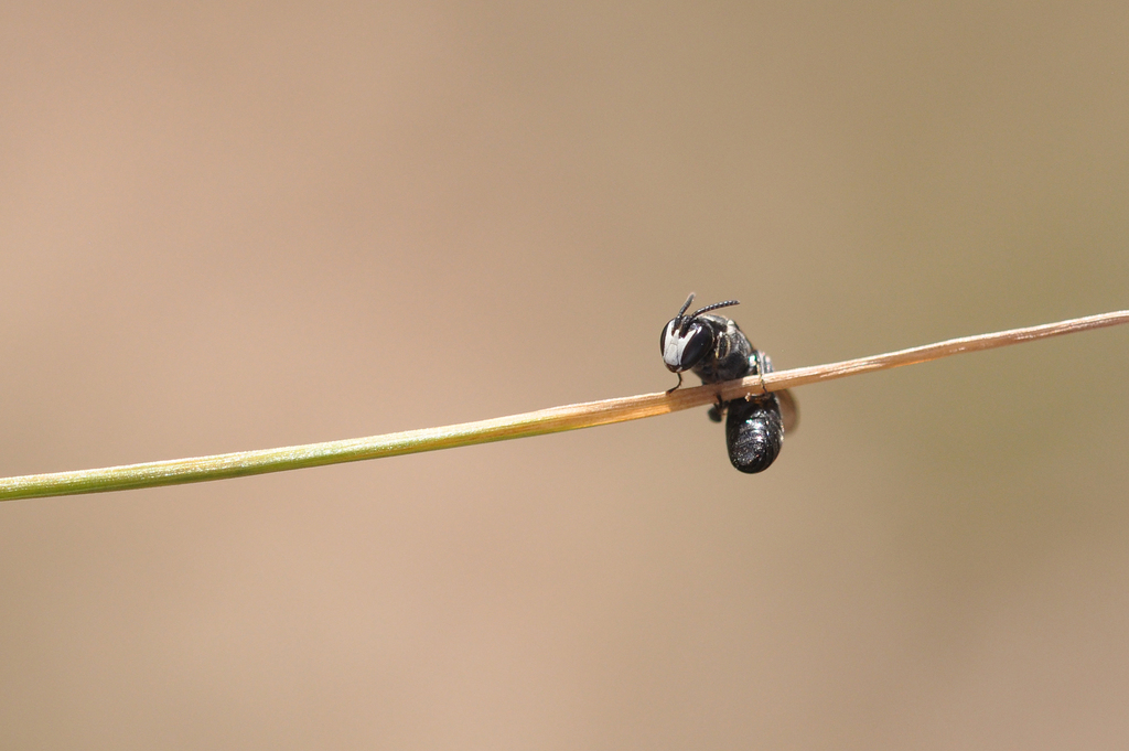 Koptogaster