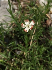 Silene saxifraga