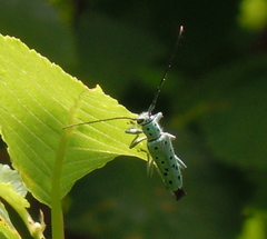 Saperda punctata