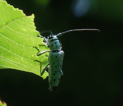 Saperda punctata