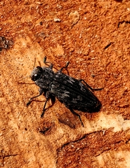 Chrysochroini