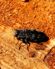 Chrysochroini
