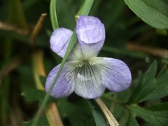 Viola stagnina