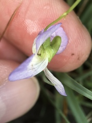 Viola stagnina