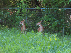 Odocoileus virginianus macrourus