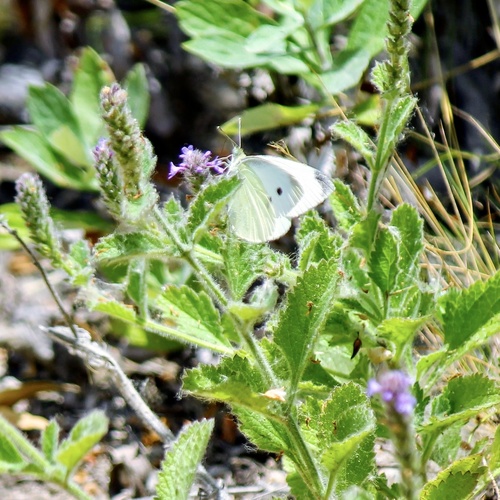 iNaturalist observation photo of Small White