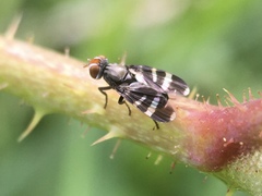 Herina frondescentiae
