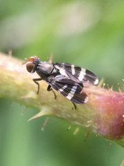 Herina frondescentiae