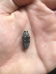 Chrysobothris gemmata